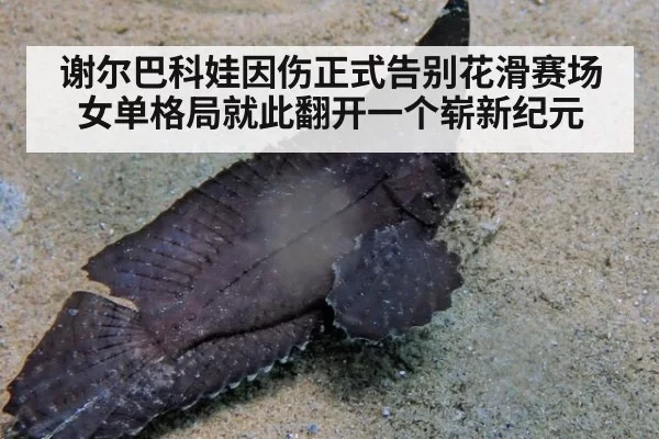 谢尔巴科娃因伤正式告别花滑赛场女单格局就此翻开一个崭新纪元